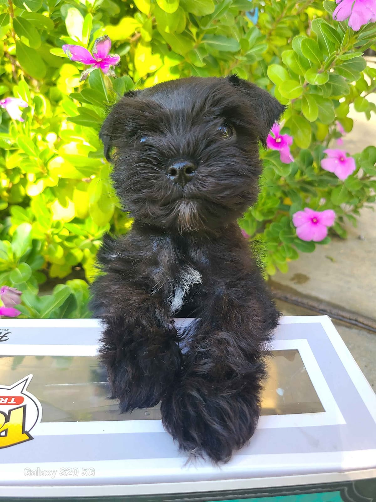 Miniature Schnauzer breeder image 1