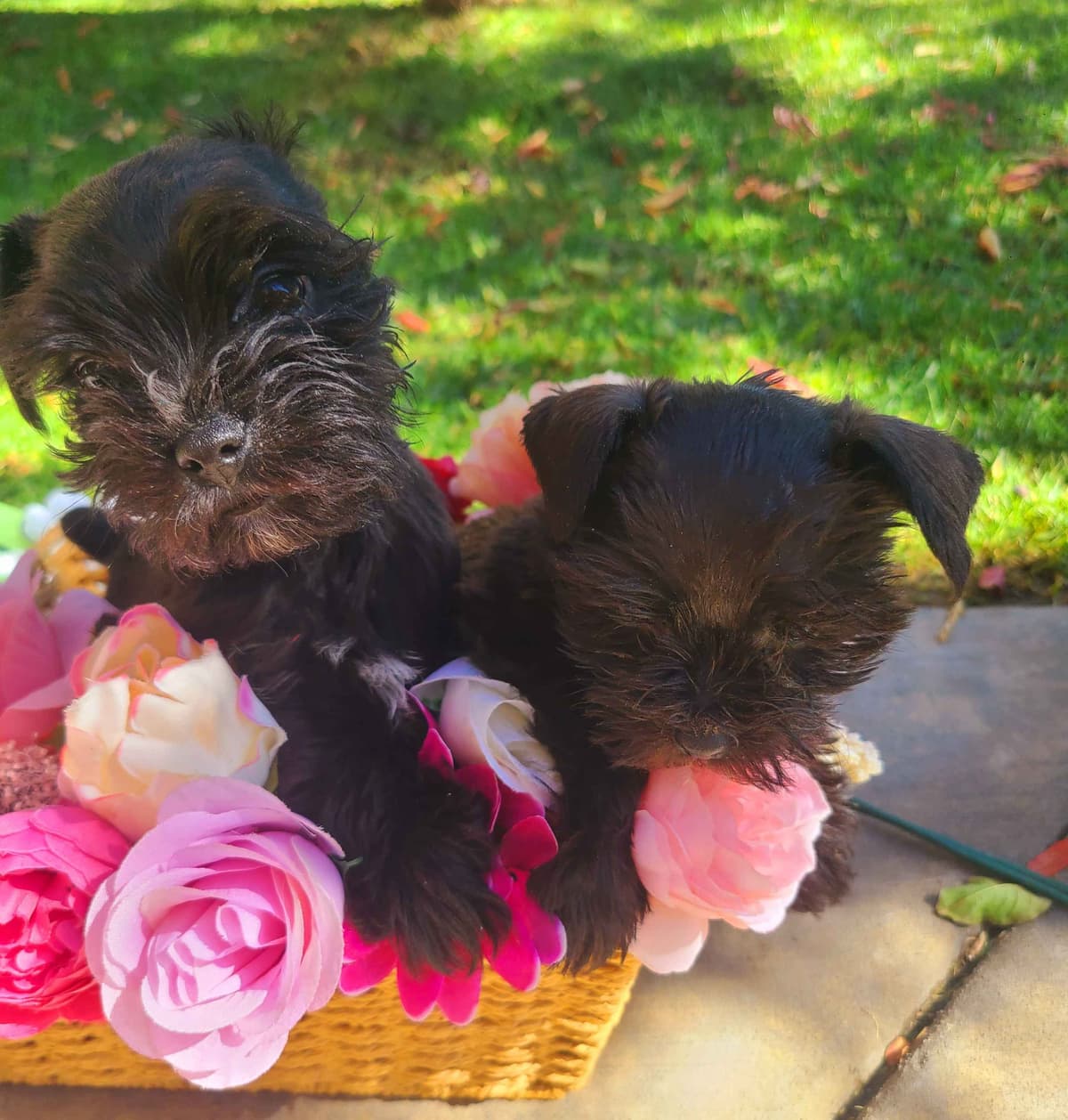 Miniature Schnauzer breeder image 2