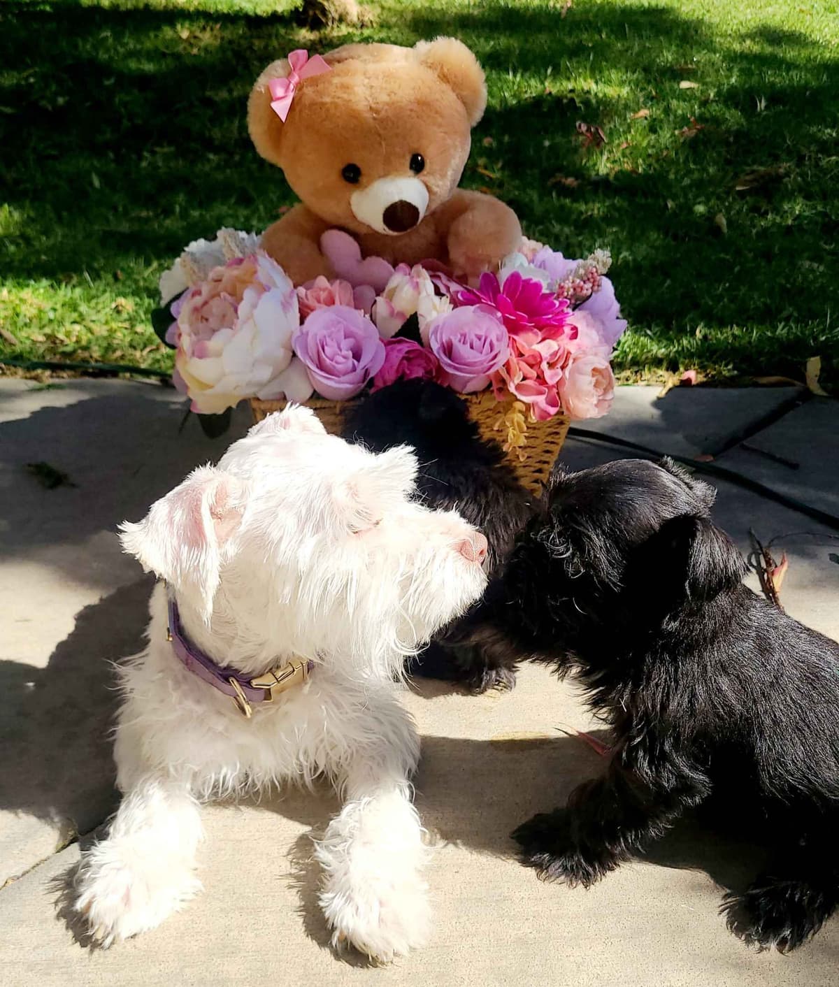 Miniature Schnauzer breeder image 3