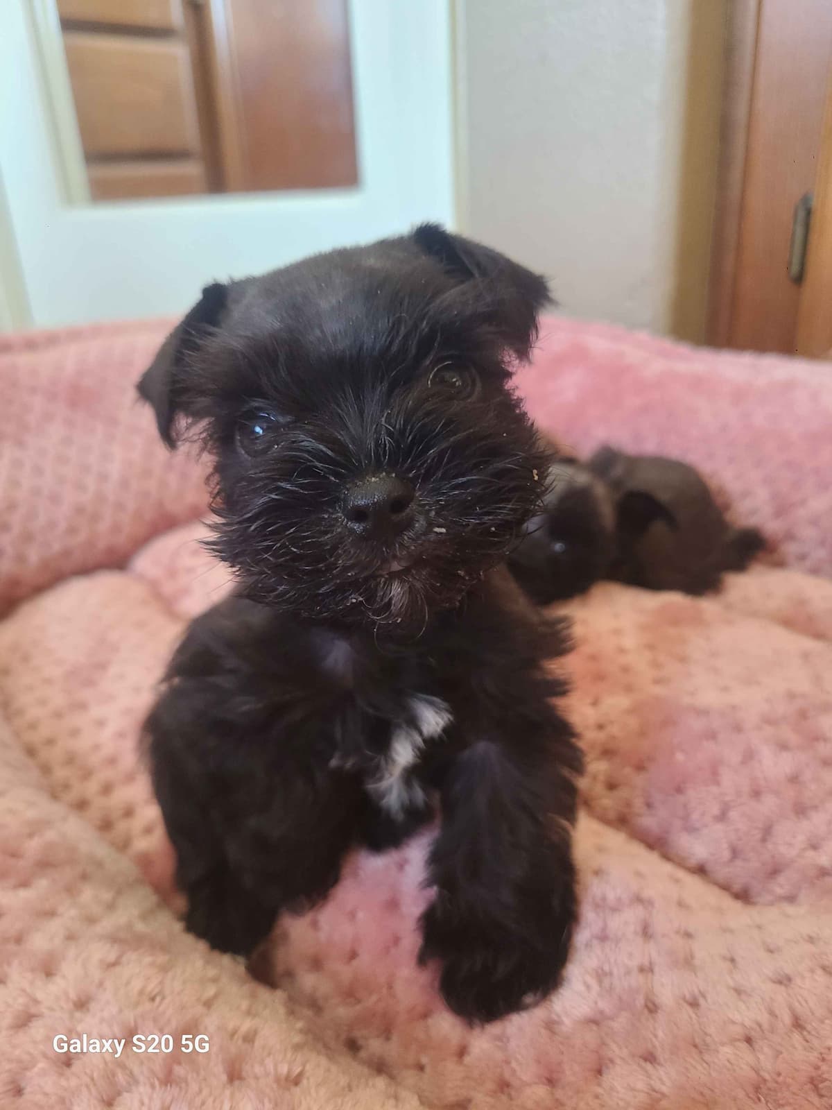 Miniature Schnauzer breeder image 6