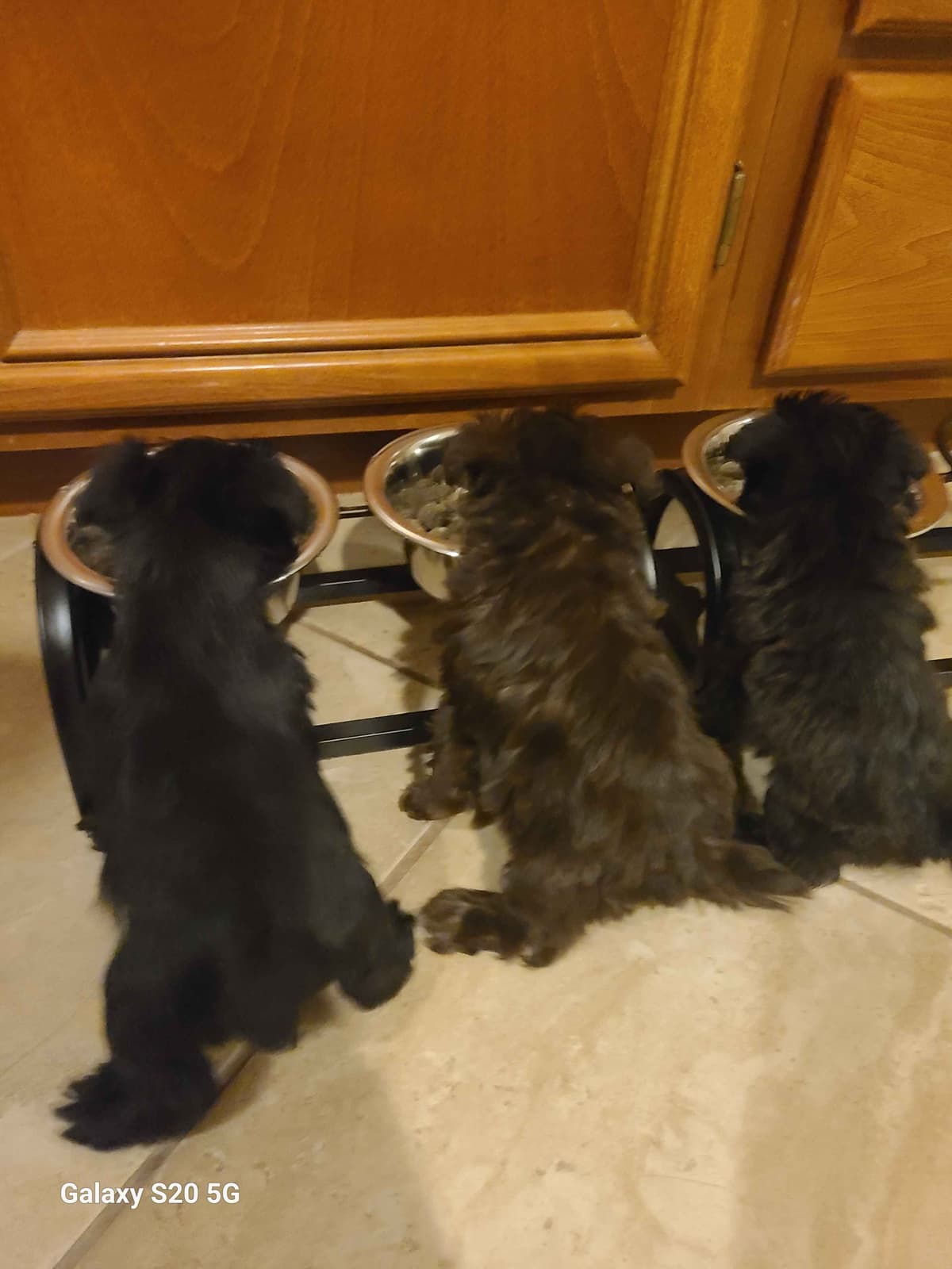 Miniature Schnauzer breeder image 8
