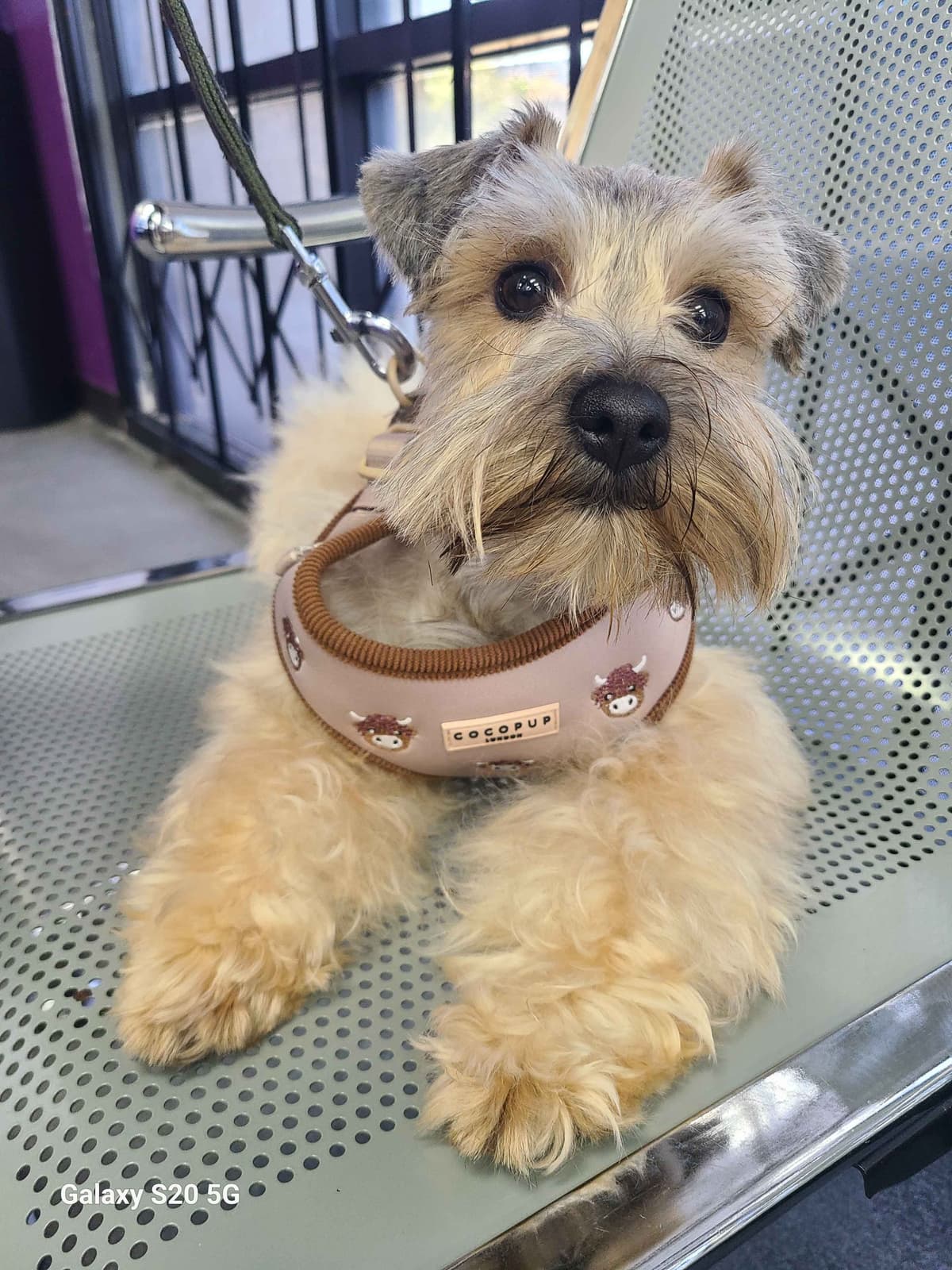 Miniature Schnauzer breeder image 9