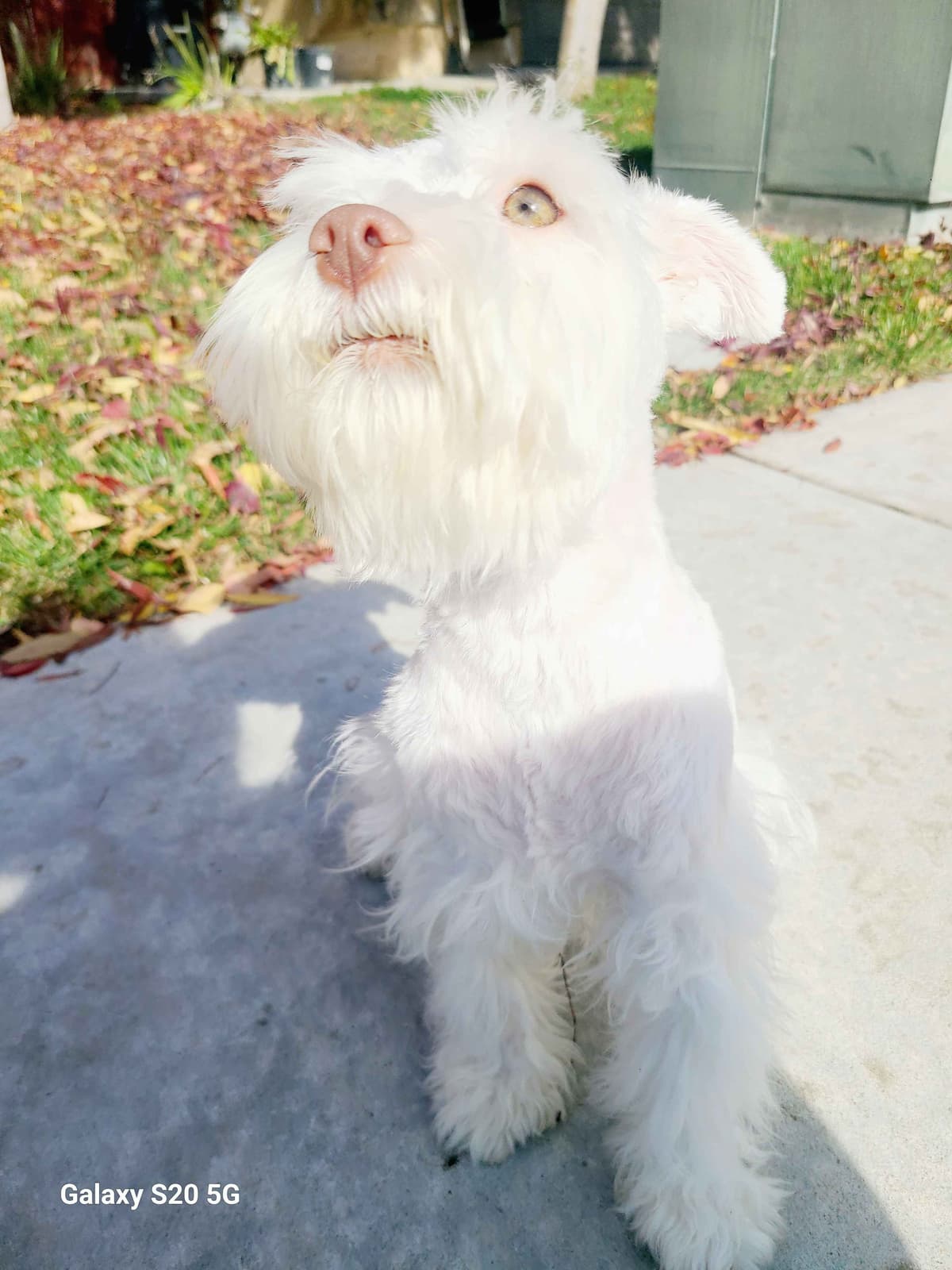Miniature Schnauzer breeder image 10