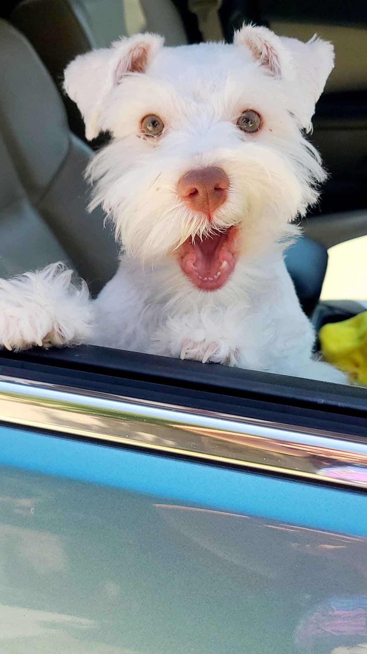 Miniature Schnauzer breeder image 11