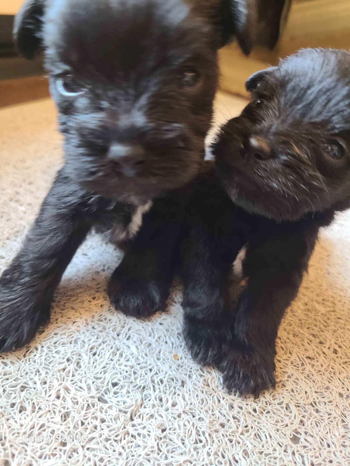 Miniature Schnauzer breeder image 12