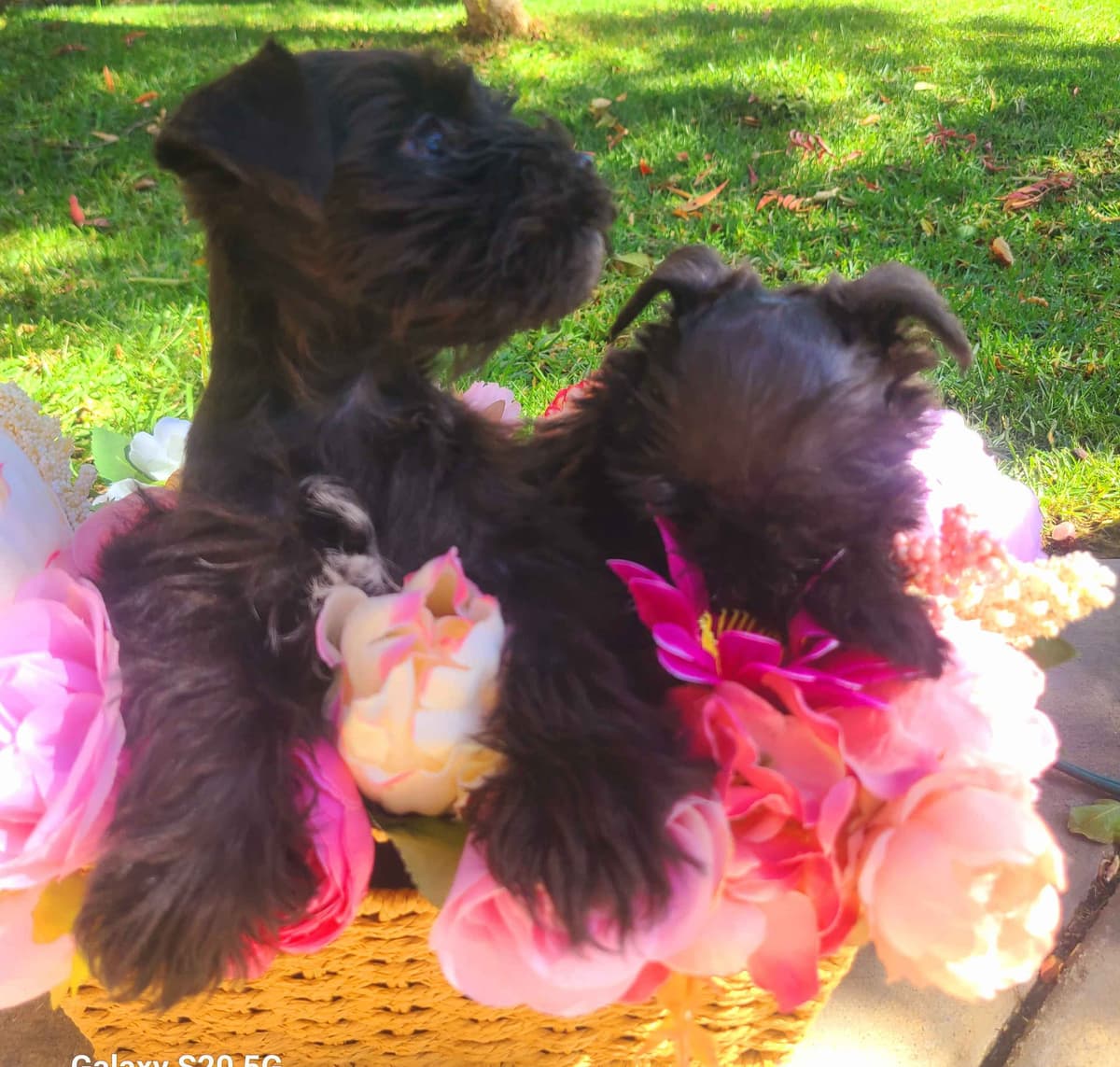 Miniature Schnauzer breeder image 13
