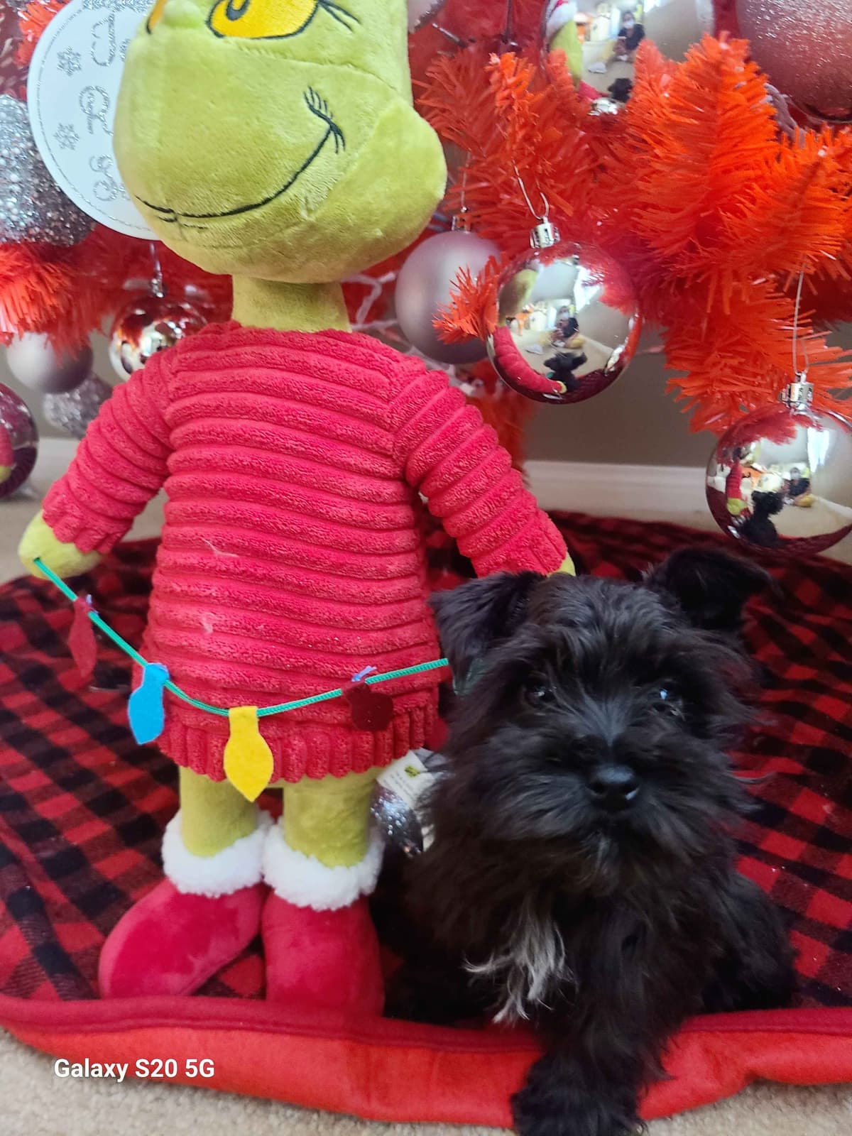 Miniature Schnauzer breeder image 15