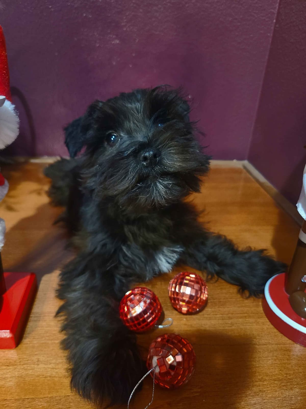 Miniature Schnauzer breeder image 16
