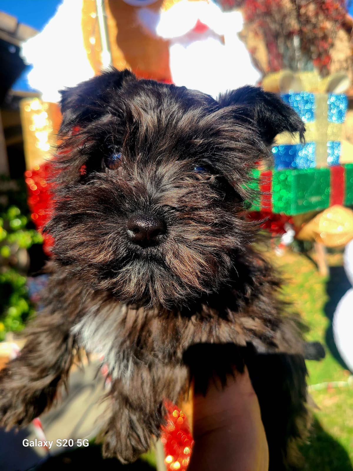 Miniature Schnauzer breeder image 17