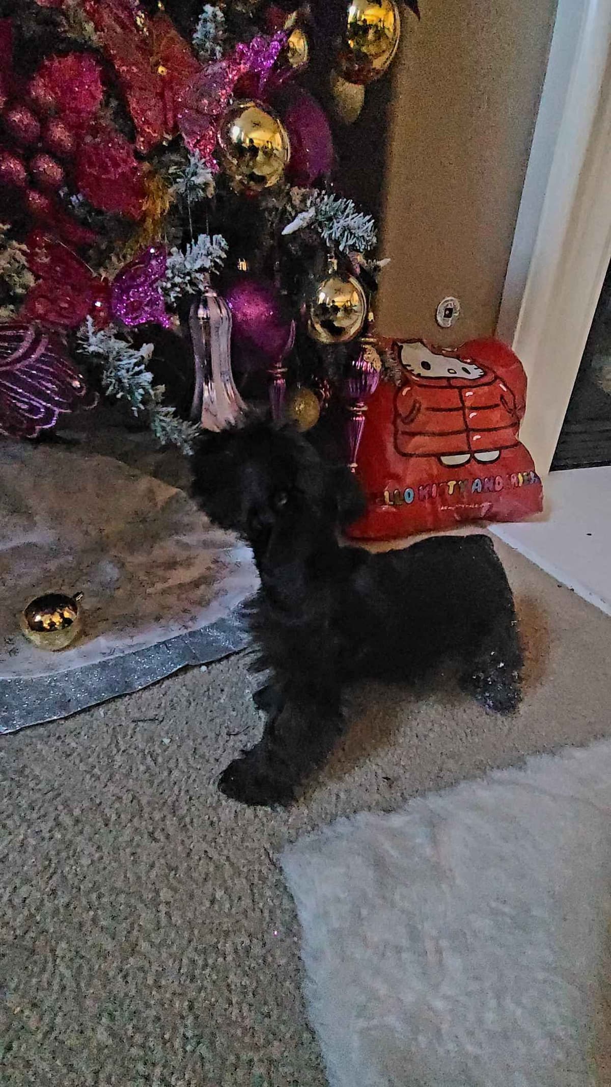 Miniature Schnauzer breeder image 19
