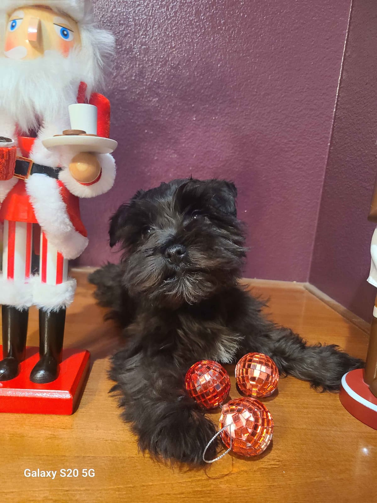 Miniature Schnauzer breeder image 20