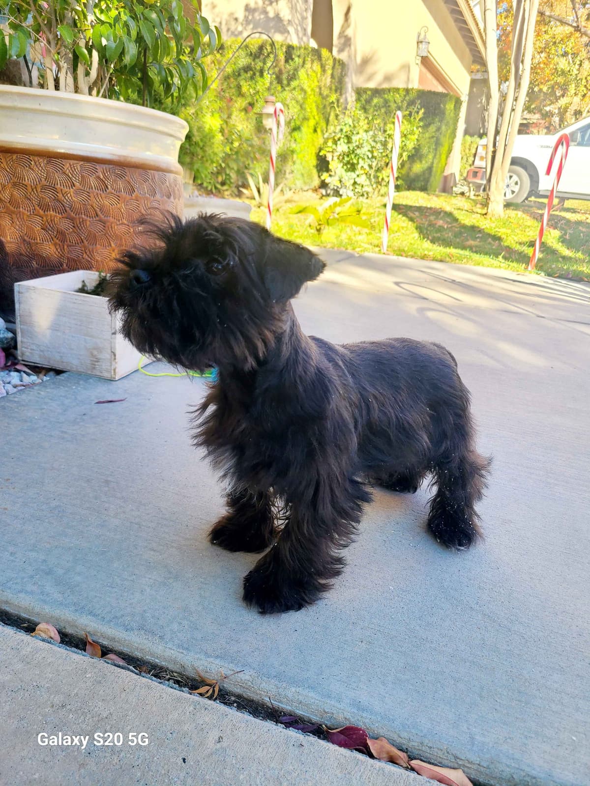 Miniature Schnauzer breeder image 21