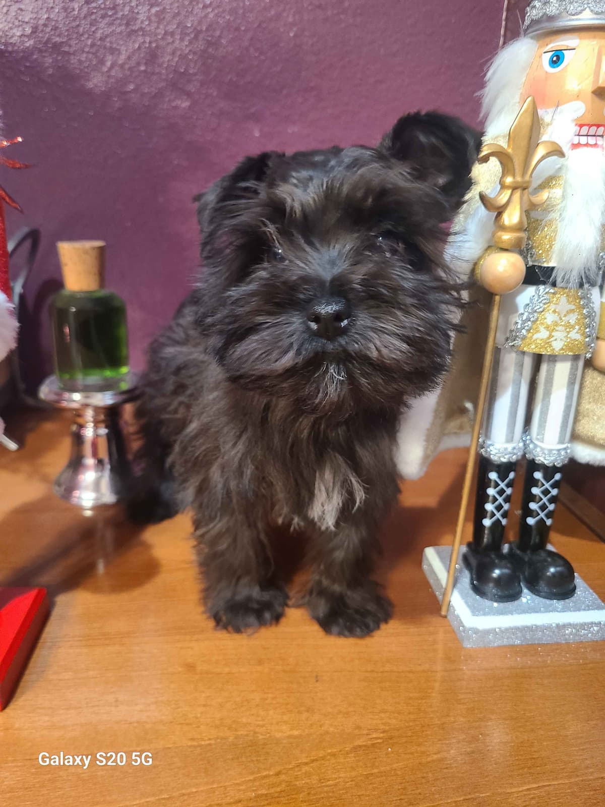 Miniature Schnauzer breeder image 22