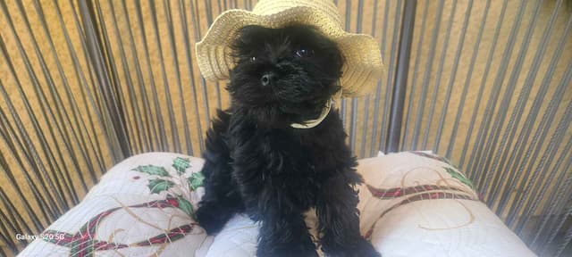 Miniature Schnauzer media 2