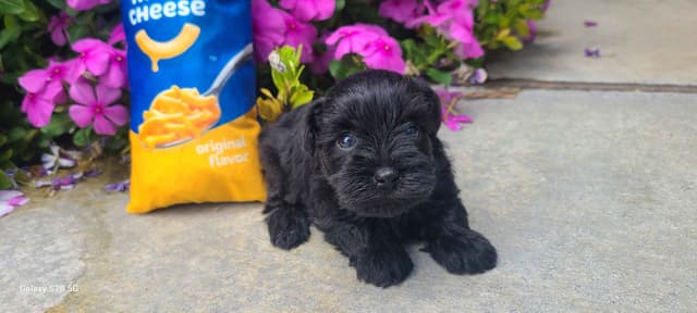 Miniature Schnauzer media 3
