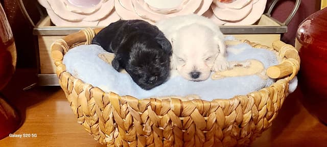 Miniature Schnauzer media 4