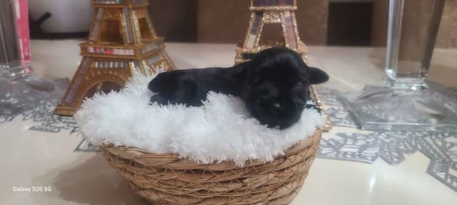Miniature Schnauzer media 7