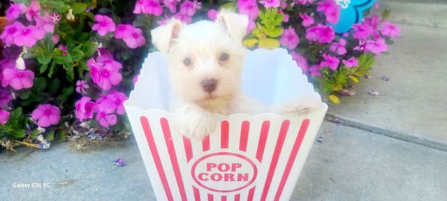 Miniature Schnauzer media 8