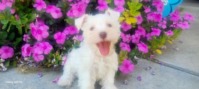 Miniature Schnauzer media 9