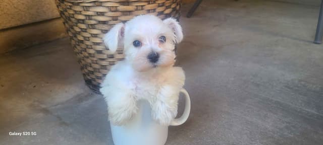 Miniature Schnauzer media 10