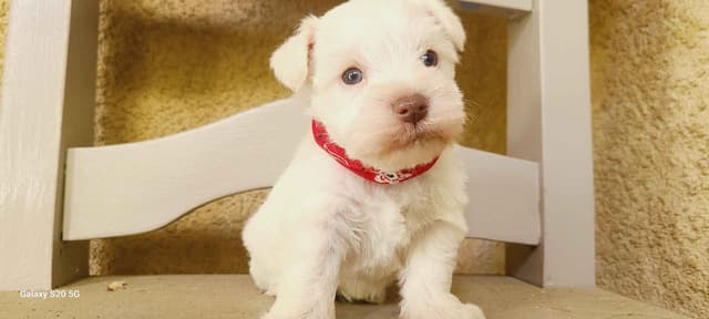 Miniature Schnauzer media 11