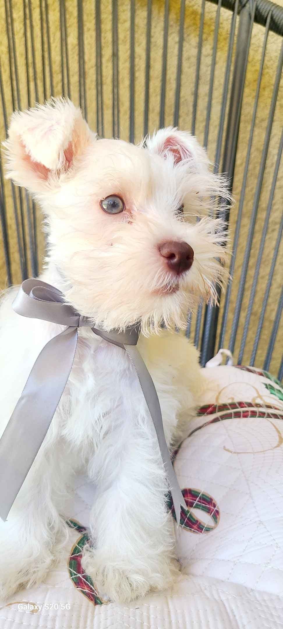 Miniature Schnauzer breeder image 23