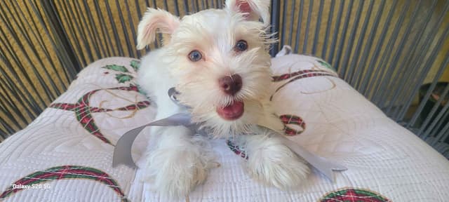 Miniature Schnauzer media 13