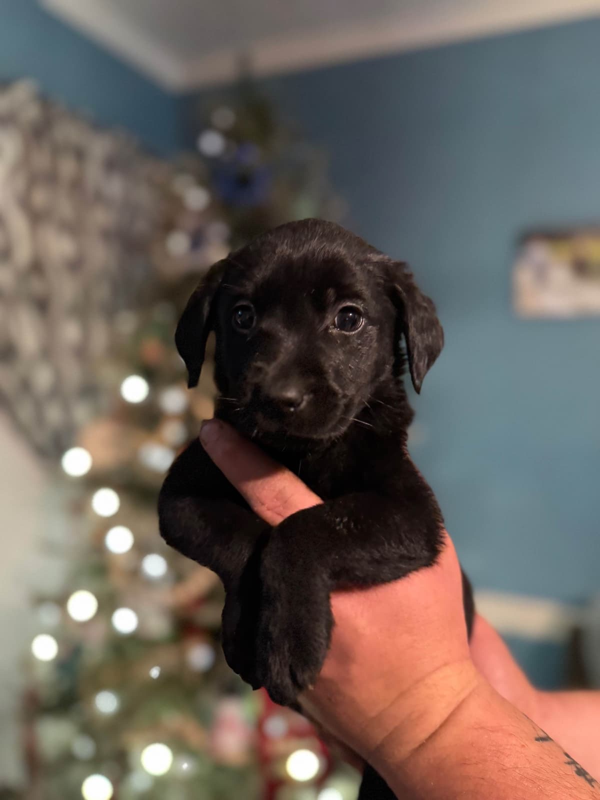 Labrador Retriever Puppies breeder image 3