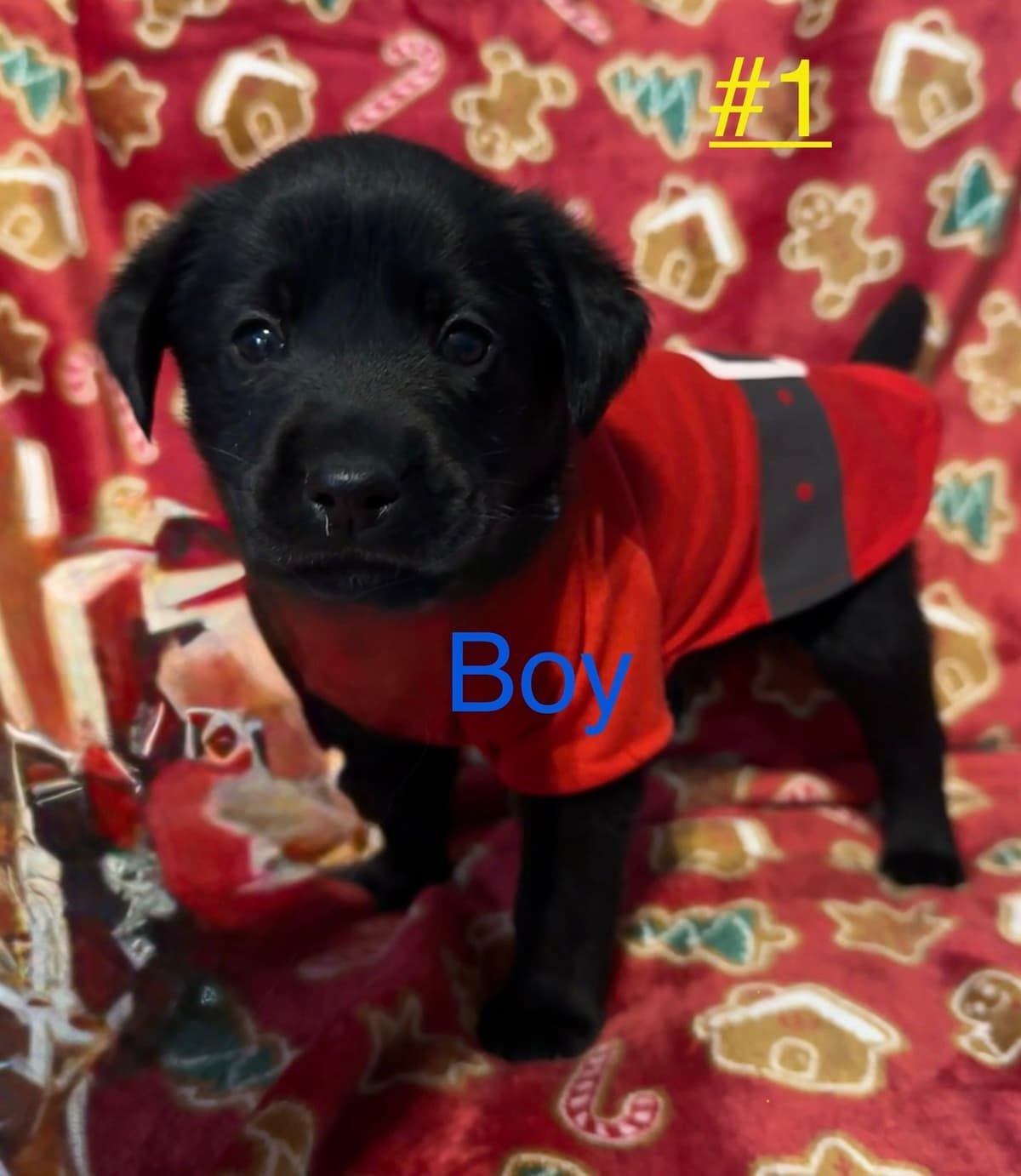 Labrador Retriever Puppies breeder image 2