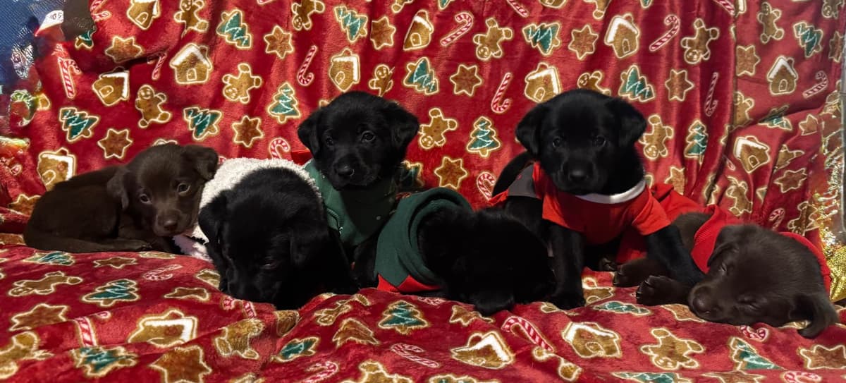 Labrador Retriever Puppies breeder image 4