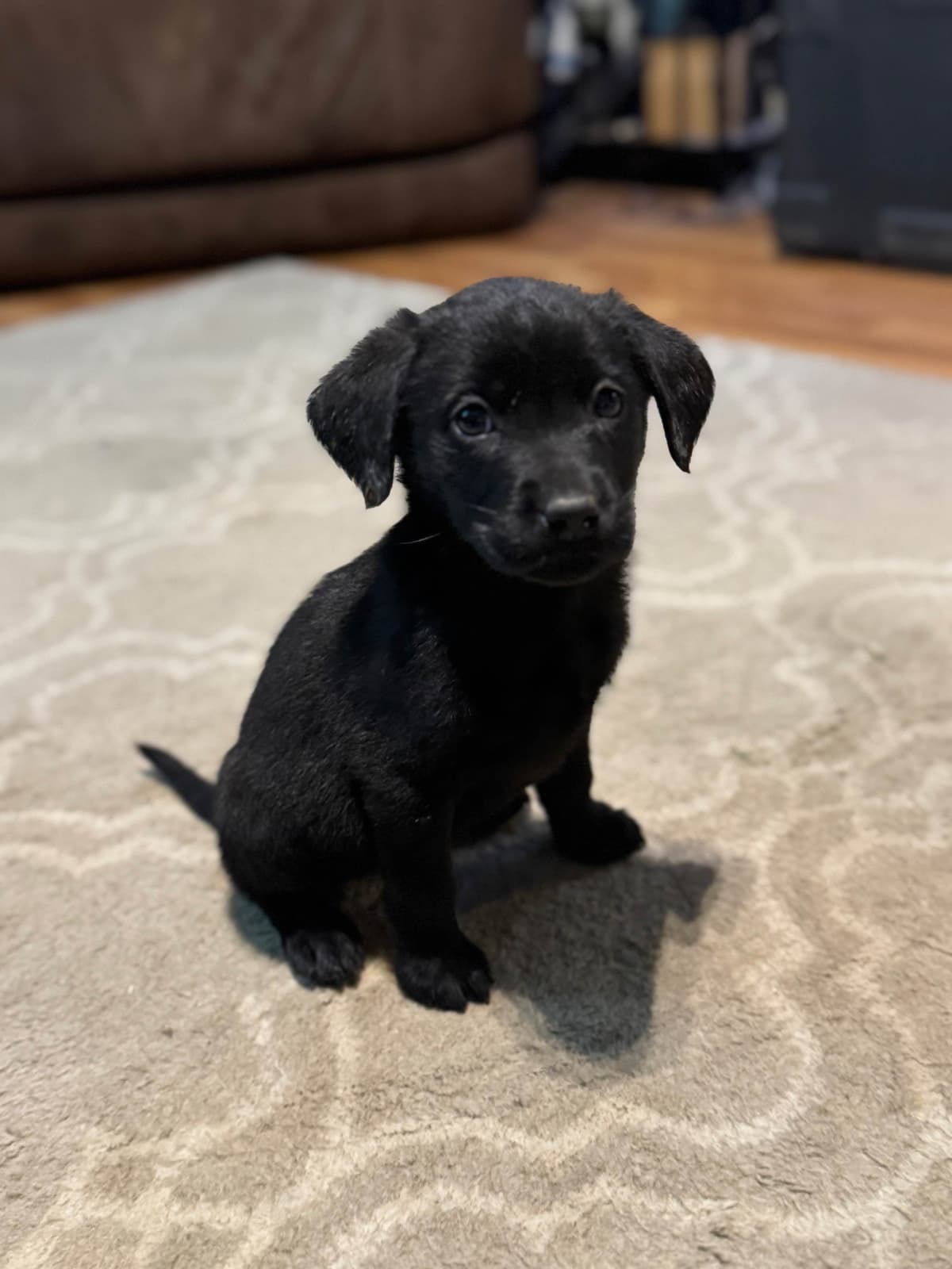 Labrador Retriever Puppies breeder image 6