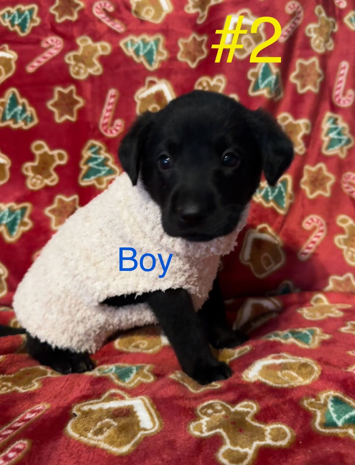 Labrador Retriever Puppies breeder image 7