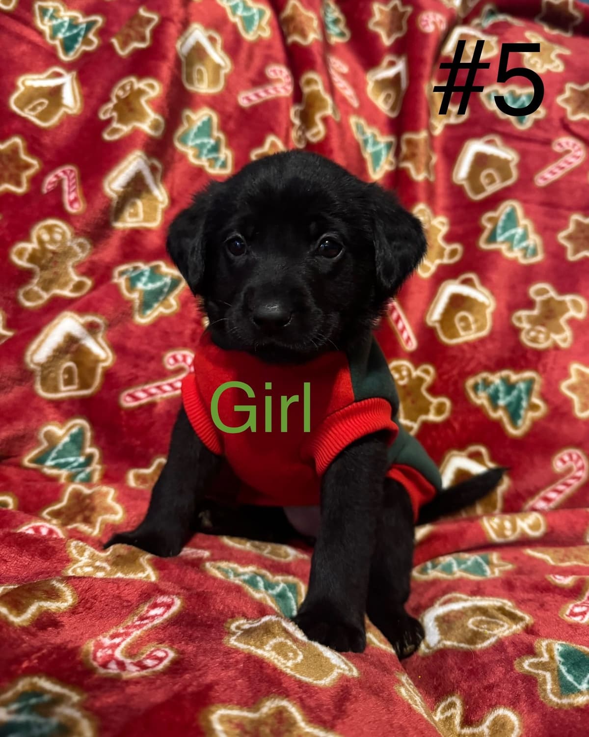 Labrador Retriever Puppies breeder image 8