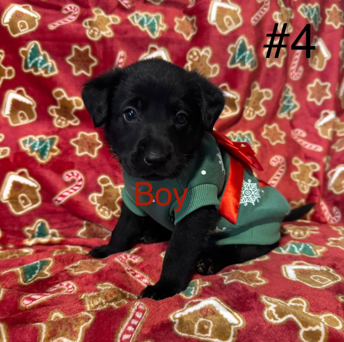 Labrador Retriever Puppies breeder image 9