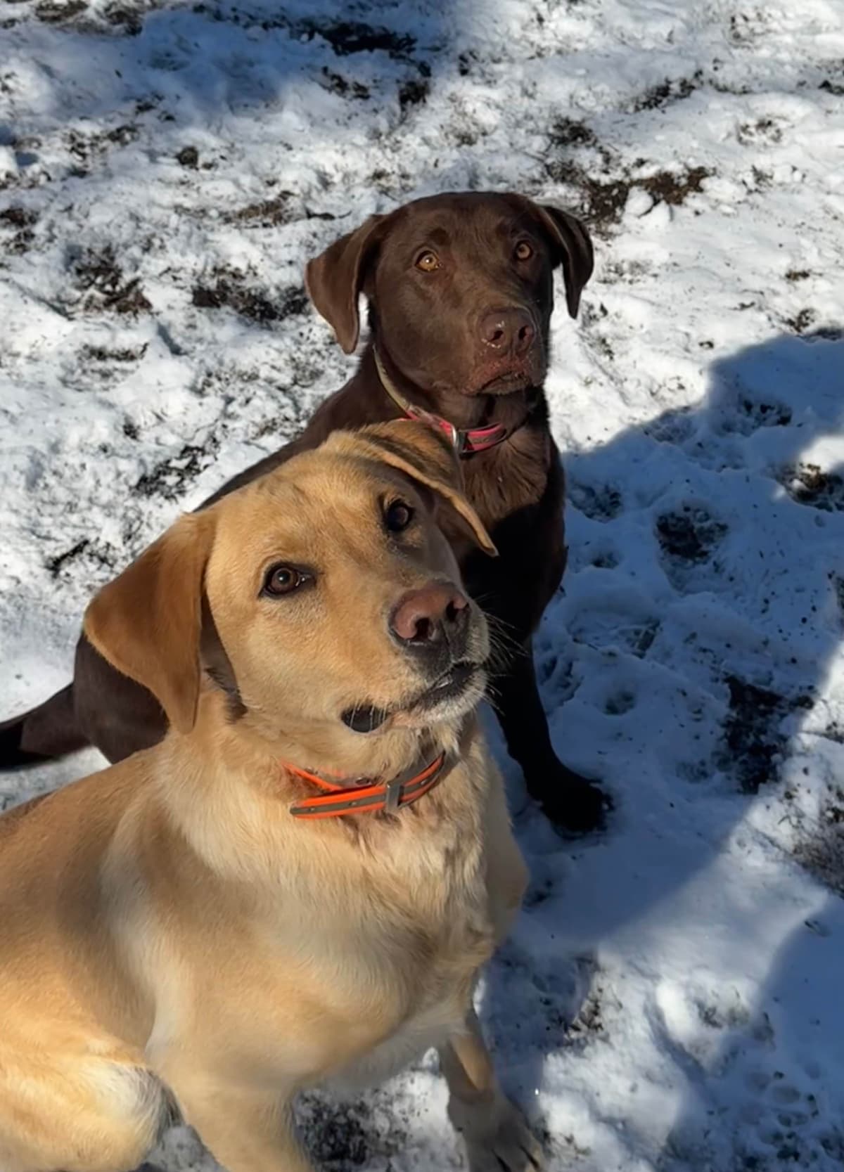 Labrador Retriever Puppies breeder image 10