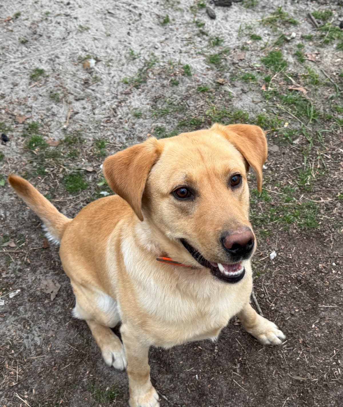 Labrador Retriever Puppies breeder image 12