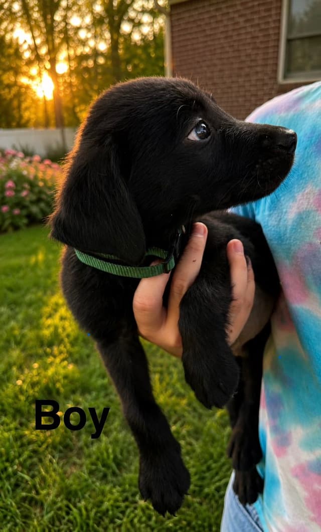 Labrador Retriever Puppies media 8