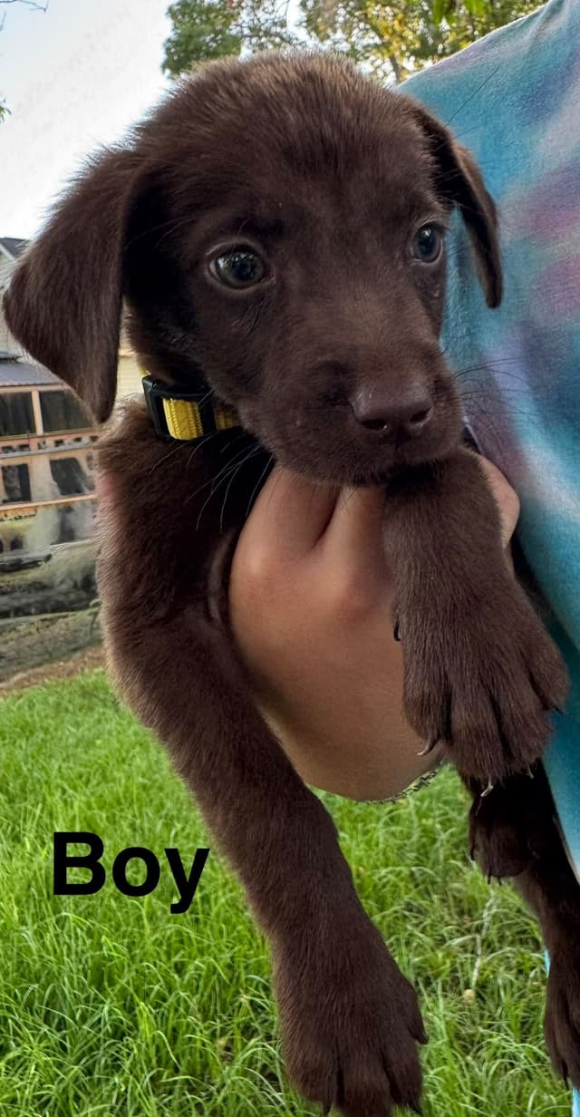 Labrador Retriever Puppies media 9
