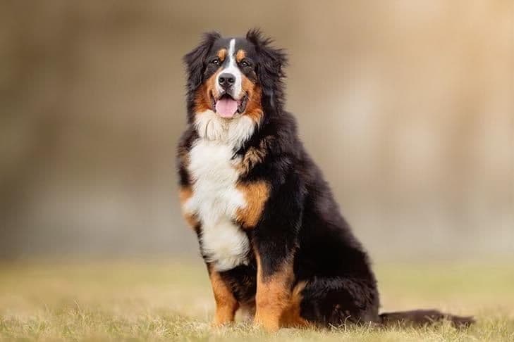 Genetic Tested❤️Bernese Mountain Dog Puppies. Call 717-314-4241 breeder image 1