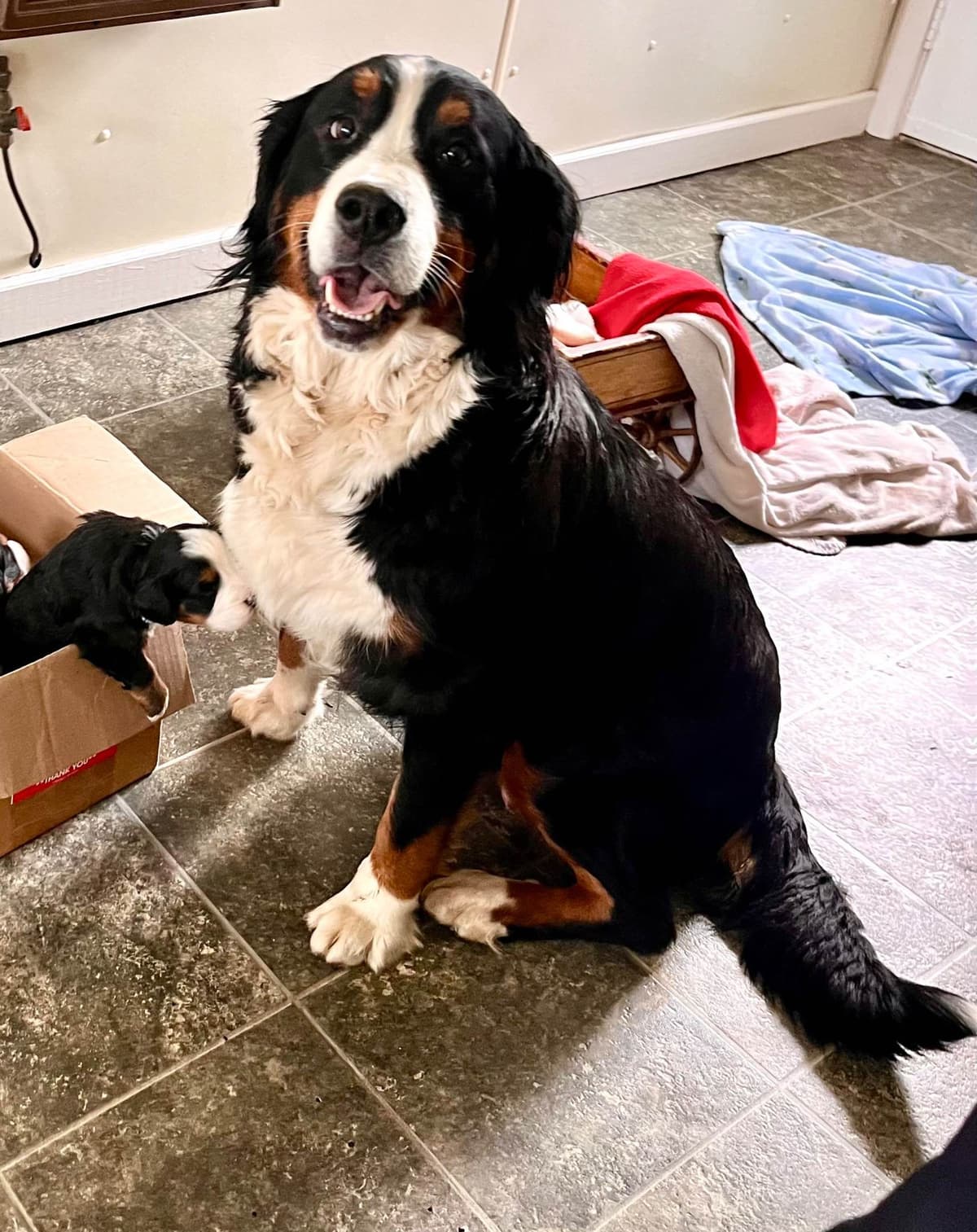 Genetic Tested❤️Bernese Mountain Dog Puppies. Call 717-314-4241 breeder image 2