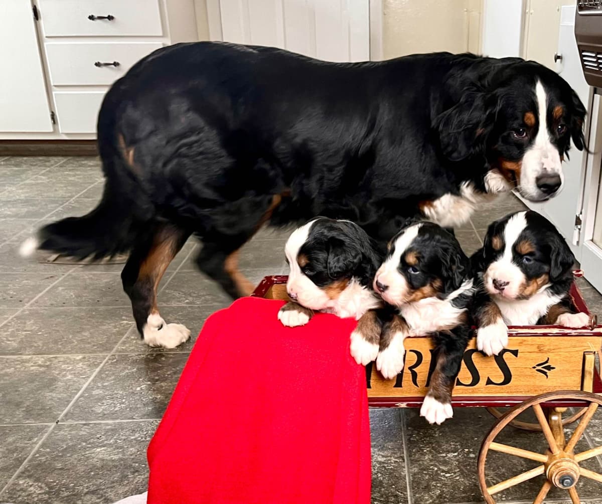 Genetic Tested❤️Bernese Mountain Dog Puppies. Call 717-314-4241 breeder image 3