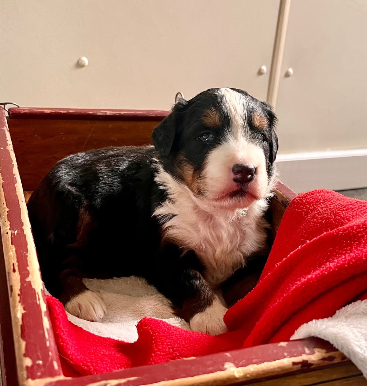 Genetic Tested❤️Bernese Mountain Dog Puppies. Call 717-314-4241 breeder image 4