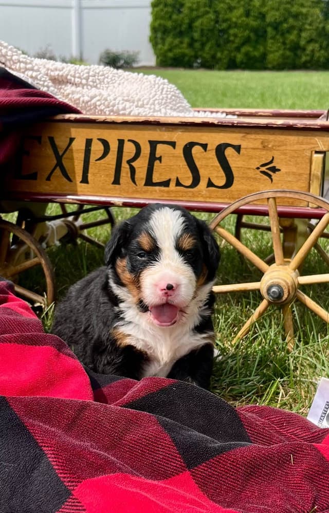 Genetic Tested❤️Bernese Mountain Dog Puppies.  Call 717-314-4241 media 3