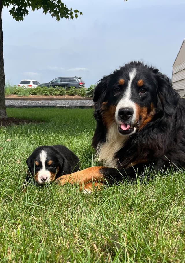 Genetic Tested❤️Bernese Mountain Dog Puppies.  Call 717-314-4241 media 4