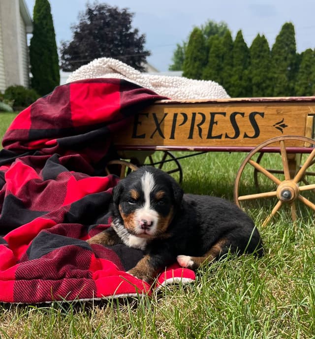 Genetic Tested❤️Bernese Mountain Dog Puppies.  Call 717-314-4241 media 5