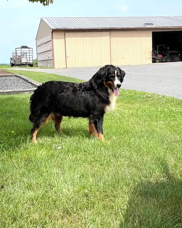 Genetic Tested❤️Bernese Mountain Dog Puppies.  Call 717-314-4241 media 7
