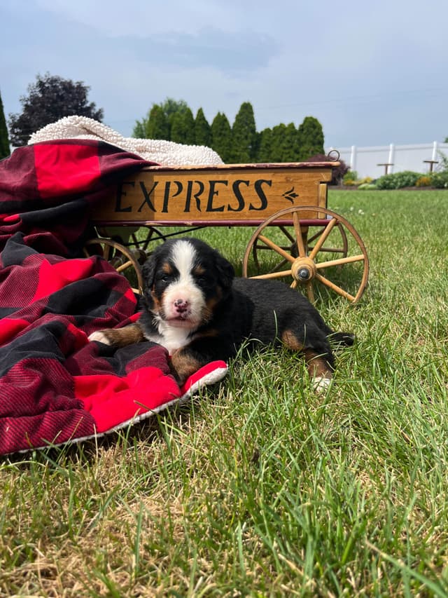 Genetic Tested❤️Bernese Mountain Dog Puppies.  Call 717-314-4241 media 6