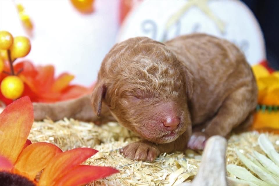 Poodle Puppies breeder image 3