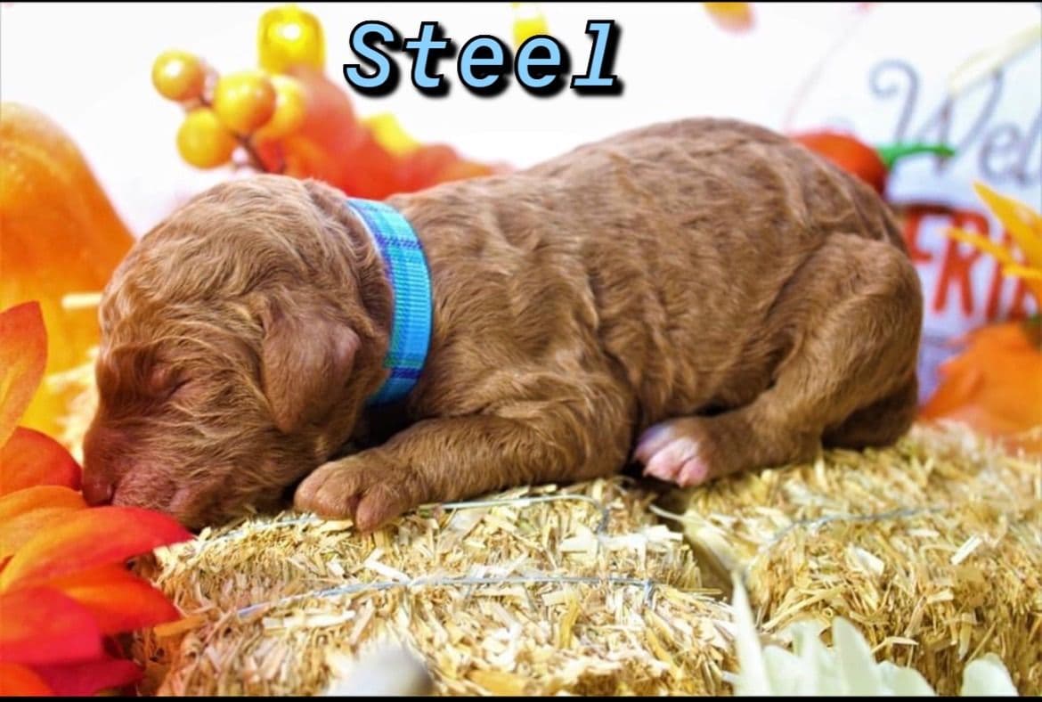 Poodle Puppies breeder image 4