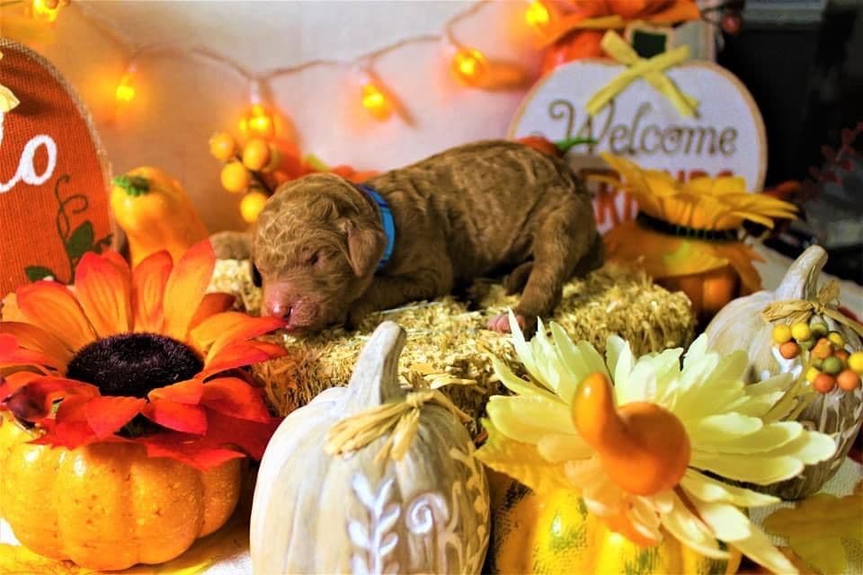 Poodle Puppies breeder image 1
